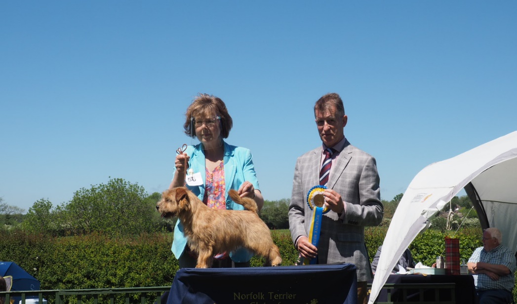 Cathy Thompson-Morgan and John Thirwell with Best Puppy In Show:  BELLEVILLE BACK SPIN 