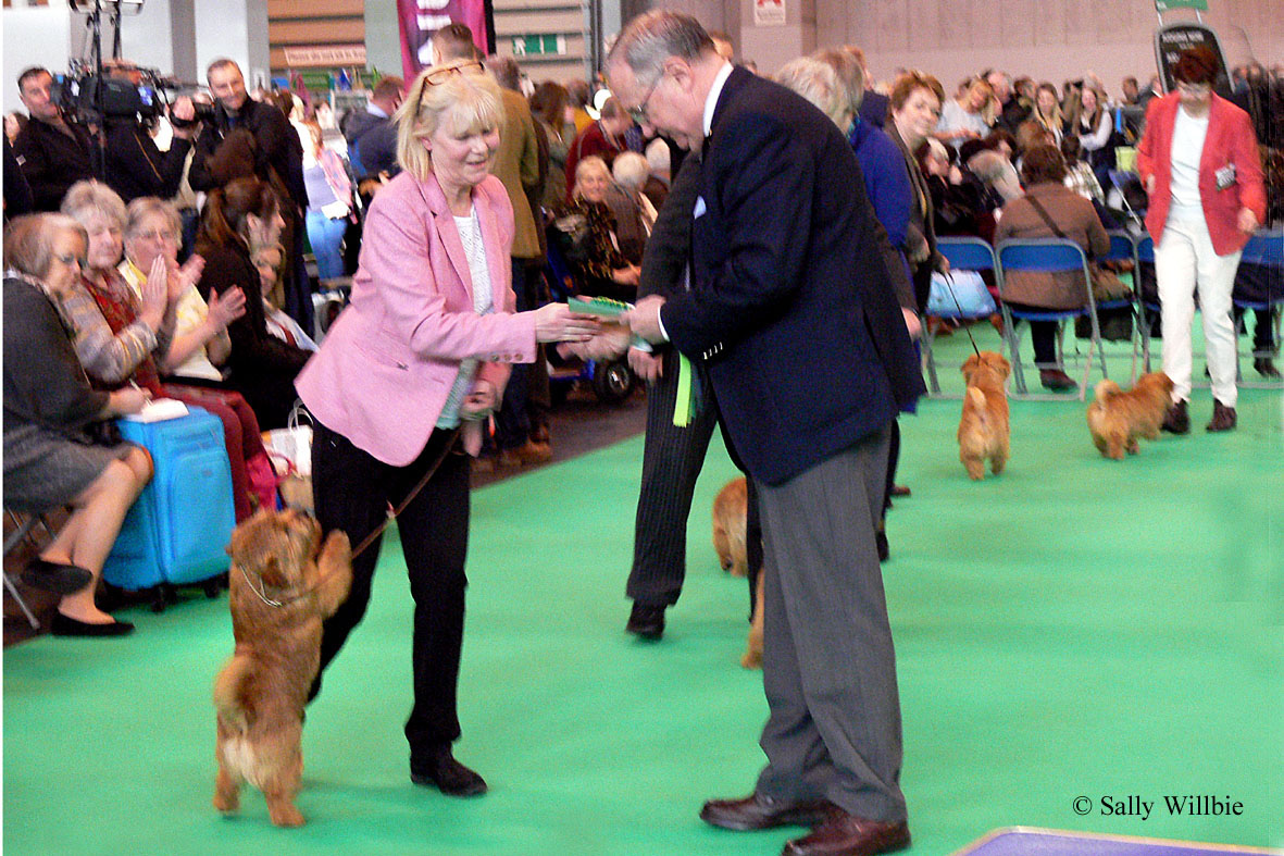 Diane receives the DCC from Ronnie Irving, with the approval of Ch Kinsridge Back Chat.