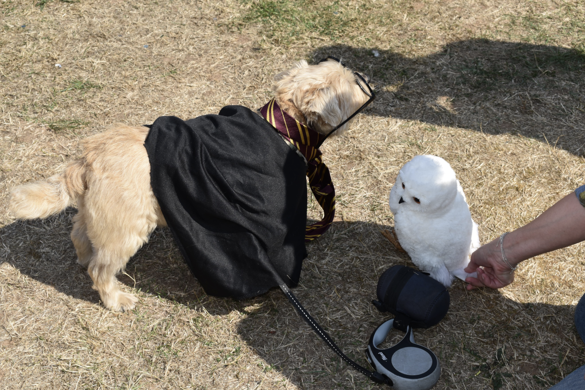 Our first two in the Fancy Dress – Hairy Potter and the Ewok from Star Paws