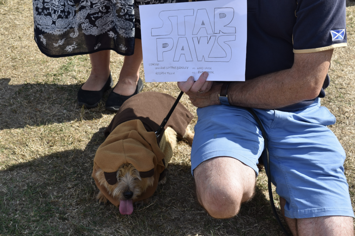 Our first two in the Fancy Dress – Hairy Potter and the Ewok from Star Paws