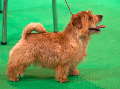 Crufts 2012 Best of Breed