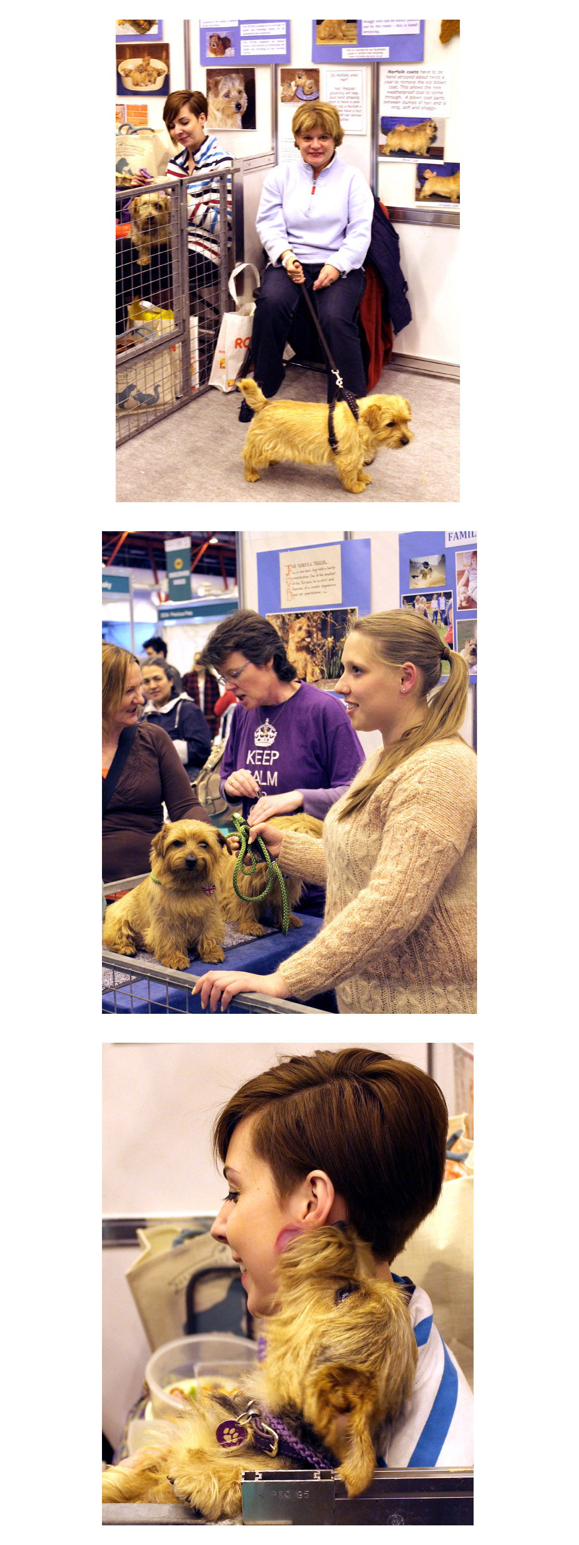 Discover Dogs London Pet Show 2013