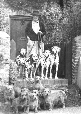Norfolk Terrier History - Miss Macfie with her drop-ear Norwich and her Dalmatians.