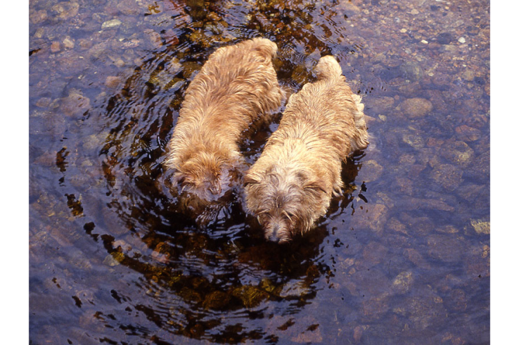 Nanfan Sage and Badger in a pool on Dartmoor.