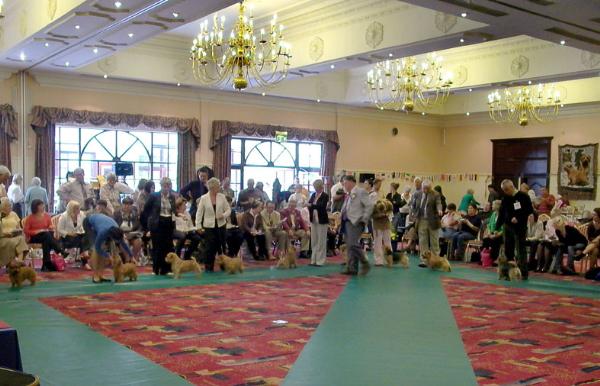 The Open Dog class in the beautiful setting of the hotel -  we had to borrow the green mats after ours were stolen - along with the ring picket fencing, mops and buckets, flower pots and prizes.