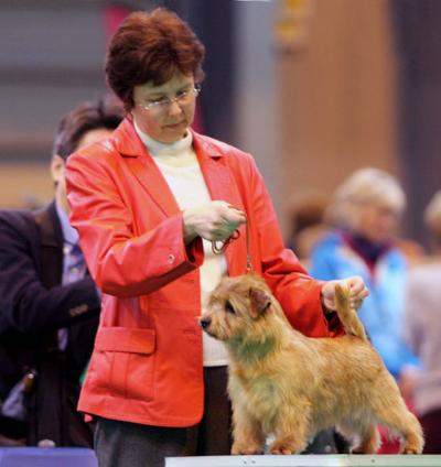 BEST OF BREED  BITCH CC BELLEVILLE HONEY NUT CRUNCH  with Cathy Thompson-Morgan Photo Baerbel Lang