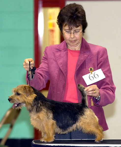 BEST BLACK AND TAN IN SHOW:  BELLEVILLE SEDUCTION with Cathy Thompson-Morgan