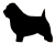 Norfolk Terrier animation