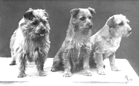 Norfolk Terrier History - Tiny Tim of Biffin (left) born in 1933, bought by Miss Macfie as a puppy, her first drop-ear Norwich, with Colonsay Banjo (centre) and Colonsay Attaboy (right).