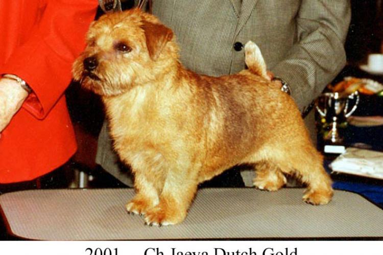 2001 Ch Jaeva Dutch Gold