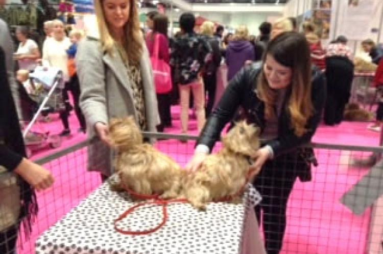 Discover Dogs London 2016